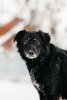 Photo №2 de l'annonce № 23652 de la vente chien bâtard - acheter à Fédération de Russie annonce privée