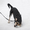 Photo №2 de l'annonce № 82938 de la vente chien bâtard - acheter à Fédération de Russie annonce privée