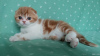 Photo №1. scottish fold - à vendre en ville de Tver | 443€ | Annonce № 9311