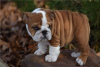 Photo №1. bulldog anglais - à vendre en ville de Marietta | négocié | Annonce №110076