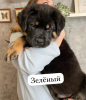 Photo №4. Je vais vendre rottweiler en ville de Kazan. annonce privée - prix - 37€