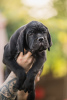 Photos supplémentaires: Chiots Cane Corso