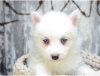 Photo №1. spitz nain, husky de sibérie - à vendre en ville de Sydney | Gratuit | Annonce №17284