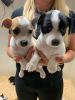 Photo №3. Magnifique chiot Jack Russell. La finlande