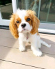 Photo №3. Entreprise de chiots Cavalier de belle santé WhatsApp 37256062792. La finlande