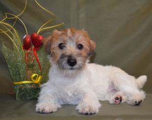 Photo №1. jack russell terrier - à vendre en ville de Gomel | 313€ | Annonce №6008