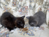 Photo №3. Chatons mignons. La finlande