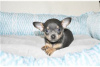 Photo №3. Adorables chiots Chihuahua en adoption gratuite. Allemagne