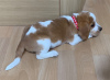 Photo №4. Je vais vendre beagle en ville de Belarus. annonce privée - prix - 860€