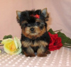 Photo №1. biewer yorkshire terrier - à vendre en ville de San Jose | Gratuit | Annonce №124098