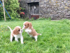 Photo №3. Adorables chiots Cavalier King Charles en adoption gratuite. Allemagne