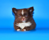Photos supplémentaires: Très beau garçon de race Chihuahua de couleur exclusive.