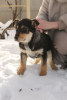 Photo №2 de l'annonce № 9164 de la vente chien bâtard - acheter à Biélorussie de l'abri