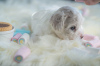 Photo №3. Chiots Bichon Frison. Serbie