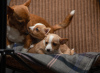Photo №2 de l'annonce № 41724 de la vente chien de garenne portugais - acheter à Fédération de Russie de la fourrière