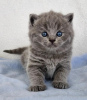 Photo №2 de l'annonce № 122122 de la vente british shorthair - acheter à USA annonce privée