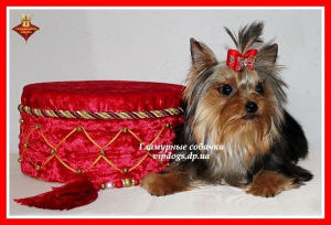 Photo №4. Je vais vendre yorkshire terrier en ville de Kiev. de la fourrière - prix - 2500€