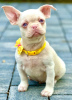 Photo №1. bouledogue - à vendre en ville de Сивац | négocié | Annonce №120955