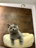 Photo №2 de l'annonce № 65906 de la vente british shorthair - acheter à Pologne éleveur