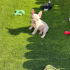 Photo №4. Je vais vendre bouledogue en ville de Berlin.  - prix - négocié