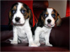 Photo №3. Chiots Beagle mignons Whatsapp. La finlande