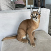 Photo №4. Je vais vendre caracal en ville de Augusta. annonce privée, de la fourrière, de l'abri - prix - négocié