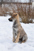 Photo №2 de l'annonce № 9721 de la vente chien-loup tchécoslovaque - acheter à Fédération de Russie annonce privée
