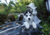 Photo №3. Chiots Husky Sibérien Aux Yeux Bleus. USA