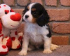 Photo №1. cavalier king charles spaniel - à vendre en ville de Degerfors | négocié | Annonce №55331