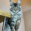 Photo №1. maine coon - à vendre en ville de Берлингероде | négocié | Annonce № 115747