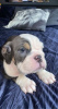 Photo №2 de l'annonce № 95069 de la vente bulldog anglais - acheter à Allemagne annonce privée