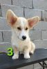 Photos supplémentaires: chiots corgi gallois