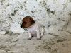 Photo №3. Chiots Jack Russell Terrier. Estonie