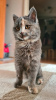 Photo №3. Nous recherchons un foyer pour le chaton Iriska !. Fédération de Russie