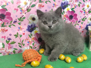 Photo №1. british shorthair - à vendre en ville de Samara | 301€ | Annonce № 6327