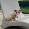 Photo №2 de l'annonce № 89084 de la vente bulldog anglais - acheter à Suisse annonce privée