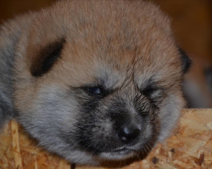 Photo №3. Chiots Akita Inu. Fédération de Russie