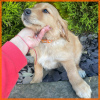 Photo №3. Chiots Golden Retriever. USA