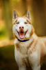 Photo №1. husky de sibérie - à vendre en ville de Москва | Gratuit | Annonce №120233