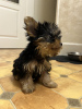 Photos supplémentaires: Beaux chiots Yorkshire terrier miniatures