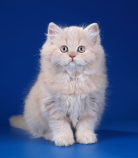 Photo №1. british longhair - à vendre en ville de Saint-Pétersbourg | Négocié | Annonce № 4033