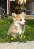 Photo №4. Je vais vendre welsh corgi en ville de Zrenjanin. éleveur - prix - négocié