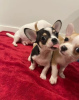Photo №3. Adorables chiots Chihuahua prêts à rejoindre leur nouvelle maison pour toujours. USA