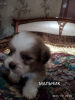 Photo №4. Je vais vendre shih tzu en ville de Lugansk. annonce privée - prix - 77€