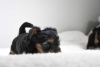 Photos supplémentaires: De jolis chiots Yorkshire Terrier pour des foyers aimants