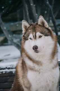 Photos supplémentaires: Chiots de grande race de la race Husky Sibérien