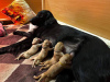 Photo №3. Flat coated retriever puppies. Estonie