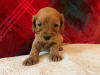 Photo №3. Beaux chiots Cavapoo Pour adoption gratuite. Allemagne