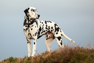 Photo №1. Service d'accouplement - race: dalmatien. Prix - 224€