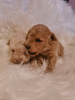 Photos supplémentaires: Chiots Maltipoo